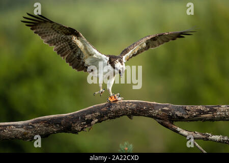 El águila pescadora (Pandion haliaetus) alimentarse de peces Foto de stock