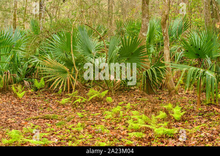 Palmetto Understory y bosque de primavera, Palmetto Island State Park, Louisiana, EE.UU Foto de stock
