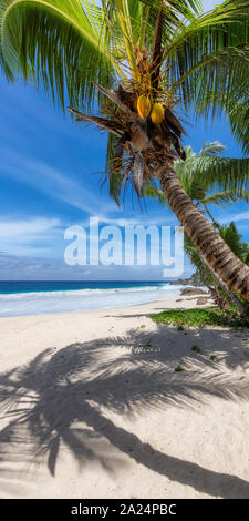 Palmeras de coco en la playa de arena blanca en la isla tropical Foto de stock
