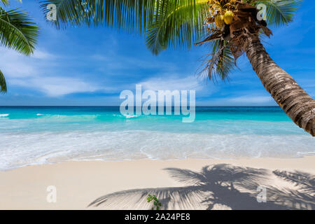 Cocoteros en Sunny Beach y el mar turquesa en Seychelles. Foto de stock