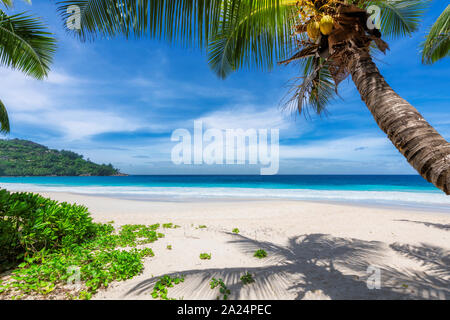 Palmeras de coco en la playa de arena blanca en la isla tropical Foto de stock