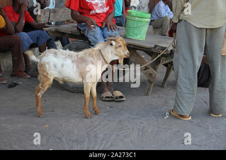 Las personas sentadas con una cabra ram, Stone Town, en Zanzíbar, la isla de Unguja, Tanzania. Foto de stock