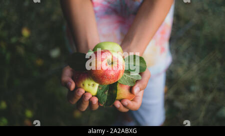 Muchacho recogiendo manzanas en apple jardín. La celebración de manzanas en las manos