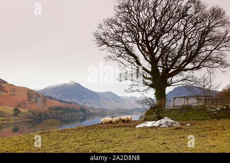 Vista invernal de ovejas y alimentación Loweswater en la distancia, el Parque Nacional del Distrito de Los Lagos, Cumbria, Inglaterra, Reino Unido. Foto de stock