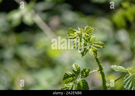 Close-up de las hojas de Rubus boraeanus (Blackberry) Planta. Las hojas pequeñas cerca. Foto de stock