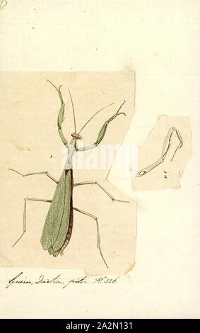 Mantis, Imprimir Mantises son una orden (Mantodea) de insectos que contiene más de 2 400 especies en unos 430 géneros en 15 familias. La más grande es la familia Mantidae ('mantids'). Mantises son distribuidos en todo el mundo en zonas templadas y tropicales de los hábitats. Tienen cabezas triangulares con los ojos saltones apoyada sobre el cuello flexible. Sus alargadas pueden o no tener alas, pero todos tienen las patas delanteras de Mantodea muy ampliada y adaptada para la captura y presa de agarre; su postura erguida, permaneciendo inmóvil con los antebrazos plegados, ha llevado a la denominación común mantis Foto de stock
