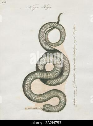 Naja haje, imprimir el egipcio cobra (Naja haje) es una especie de serpientes venenosas de la familia Elapidae. Naja haje es uno de los mayores cobra especies nativas de África, la segunda en el bosque cobra (Naja melanoleuca), 1700-1880.
