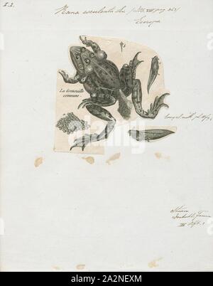Rana esculenta, imprimir la rana comestible (Pelophylax kl. esculentus) es un nombre para una rana común europeo, también conocida como la rana de agua común o rana verde (sin embargo, este último término se utiliza también para las especies norteamericanas Rana clamitans, 1700-1880). Foto de stock