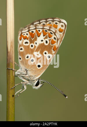 Aricia cramera, Sur de Brown Argus marrón naranja pequeña mariposa de la familia Lycaenidae inn siguen durmiendo al amanecer luz natural