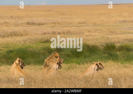 Familia de leones africanos con el bebé en la clandestinidad en el césped del parque nacional del Serengeti, Tanzania. Foto de stock