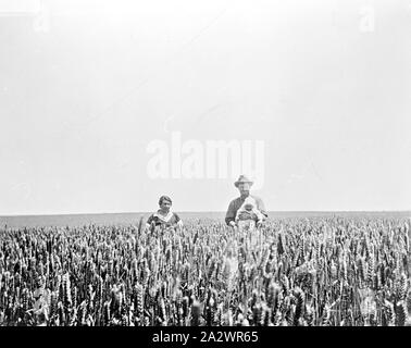 Negativo - Grupo familiar en un campo de trigo, Prooinga, Victoria, 1935, un hombre y una mujer en un cultivo de trigo de Joffre. El hombre es la celebración de un bebé Foto de stock