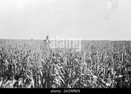 Negativo - Campo de trigo, Prooinga, Victoria, circa 1935, un hombre de pie en un cultivo de trigo Foto de stock