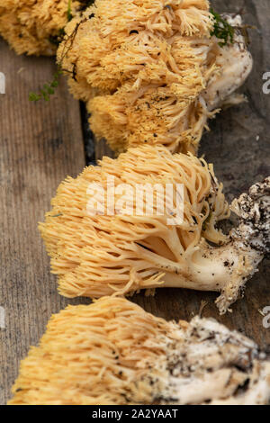 Ramaria flava, setas comestibles y recogido en Europa, aunque son  fácilmente confundirse con varias especies venenosas levemente Fotografía  de stock - Alamy