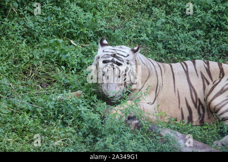 Cerrar el tigre siberiano blanco descansando sobre la madera. - Imagen Foto de stock