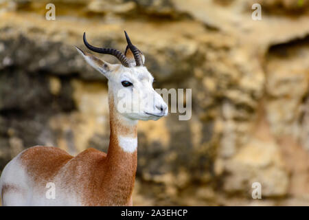 Gacela dama, Gacela, o mhorr addra gazelle (Nanger dama, antiguamente Gazella dama) Foto de stock