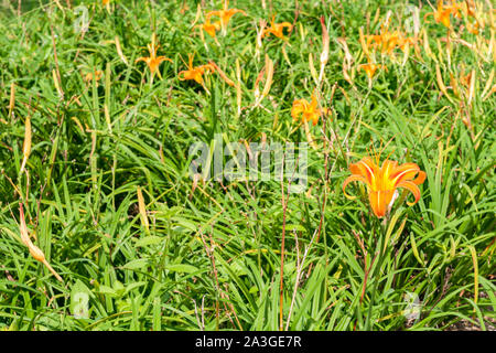 Naranja comestible (daylily Hemerocallis sp.) aka agujas doradas flores plantation, Chikeshang montaña, Yuli Township, Condado de Hualien, Taiwán Foto de stock