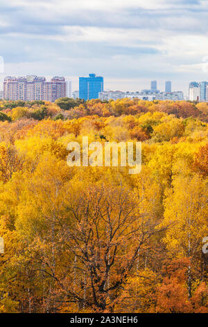 Vista vertical del colorido del parque de la ciudad, en la soleada mañana de otoño