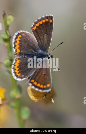 Sur de Brown Argus (Aricia cramera) butterfly disfrutando del sol