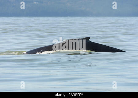 La ballena jorobada, Megaptera novaeangliae, el Salish Mar, British Columbia, Canadá, el Pacífico Foto de stock