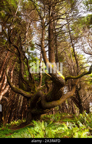 Bosque secoyas la belleza de la naturaleza Fotograf a de stock