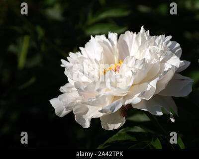 Paeonia Orchid Anne. Doble rosa peonía. Paeonia lactiflora (Chino o peonía peonía jardín común). Hermoso color blanco y rosa peonías.