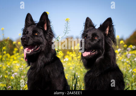 Dos negras viejo perro Pastor Alemán hembras en frente de un campo de flores amarillas