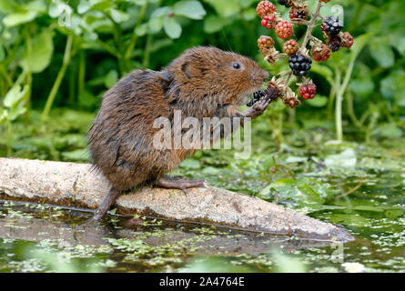 Unión agua o agua del Norte vole vole, Arvicola amphibius