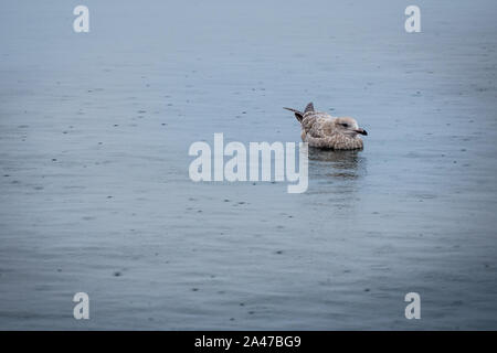 Gaviotas nadando en el agua pidiendo comida Foto de stock