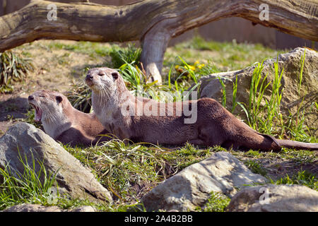 Revestimiento suave nutrias (Lutrogale perspicillata) tumbado sobre el césped Foto de stock