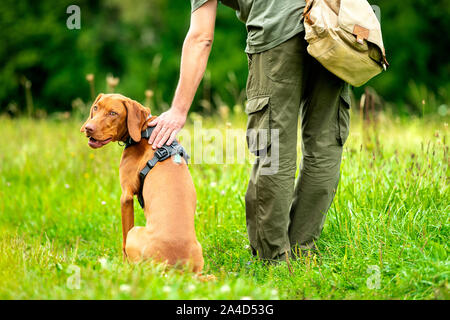 Hermoso cachorro Vizsla húngaro y su propietario durante el entrenamiento de obediencia al aire libre. Vista posterior del comando del talón. Foto de stock