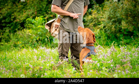 Hermoso cachorro Vizsla húngaro y su propietario durante el entrenamiento de obediencia al aire libre. Sentarse y permanecer comando. Foto de stock
