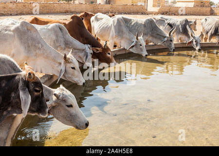 Las vacas toman en un poco de agua en una pequeña aldea (Kanoi) en el desierto de Thar de Rajasthan, India occidental.
