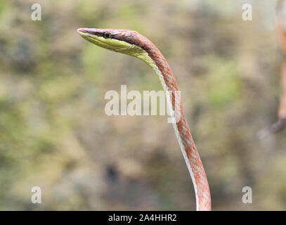 La viña de Cope snake (oxybelis brevirostris), Ecuador
