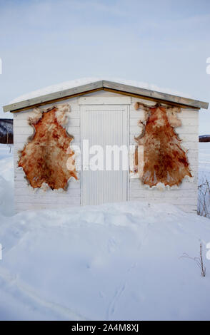 Alfombras de piel de reno en la pared, Finnmarksvidda la meseta de la montaña. Foto de stock