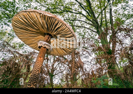 La parte inferior de la sombrilla de setas (Macrolepiota procera) mostrando las branquias y anillo móvil en el bosque en otoño / otoño