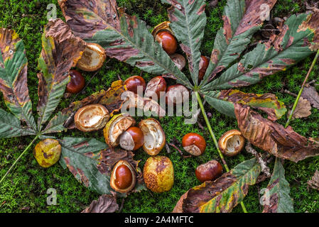 Caído conkers / caballo-castañas y hojas del árbol de castaño / conker tree (Aesculus hippocastanum) en el suelo del bosque en otoño de woodland Foto de stock
