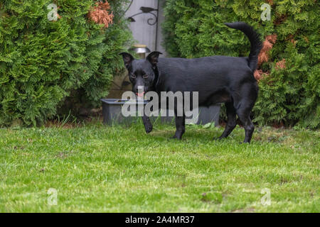 perro negro sentado en pasto verde Stock Photo