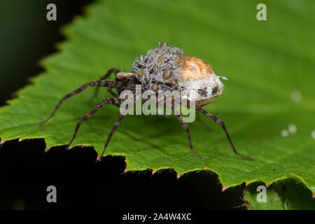 Araña lobo Pardosa amentata, East Blean Woodlands, Kent, UK, hembra con saco de huevos y bebés en su espalda