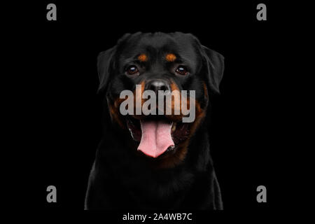 Retrato de Rottweiler perro mirando en cámara con esperanza, aislado sobre fondo negro, vista frontal Foto de stock