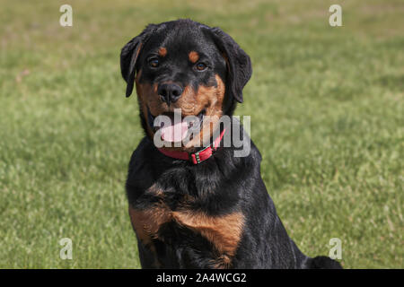 Cabeza y hombros retrato de un sonriente seis meses rotti rottweiler cachorro macho sobre un fondo de hierba borrosa Foto de stock