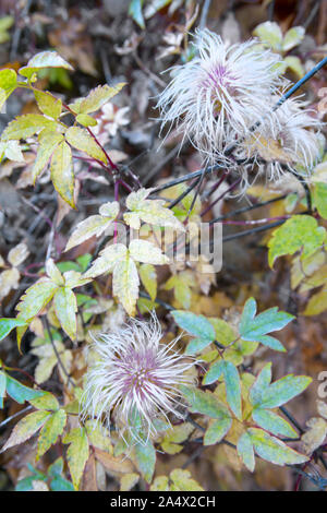 Clematis alpina seedhead suaves al aire libre Foto de stock