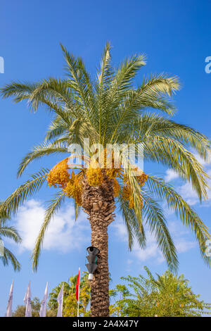 Una hermosa palmera con fechas de naranja se sitúa en un hermoso clima antes un cielo azul