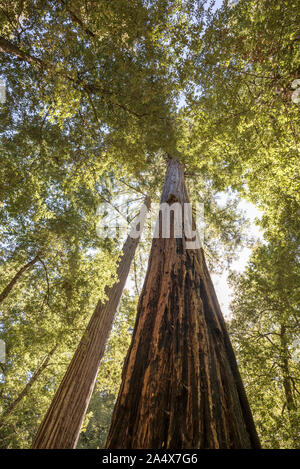 Bosque secoyas la belleza de la naturaleza Fotograf a de stock