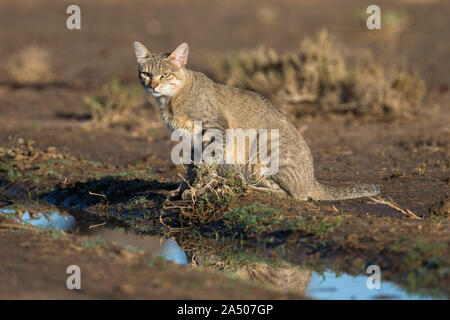Gato Montés africano (Felis lybica), el Parque Transfronterizo Kgalagadi, Sudáfrica Foto de stock