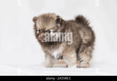 Cachorro de Pomerania en frente de fondo blanco.