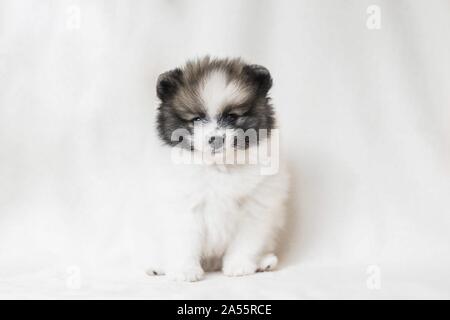 Cachorro de Pomerania en frente de fondo blanco.