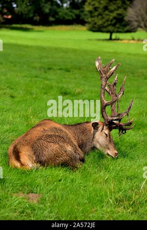 El ciervo rojo, por el que se establecen, con lesiones en su cornamenta,Wollaton Park, Nottingham, Inglaterra, Reino Unido Foto de stock