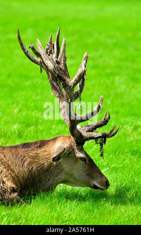 El ciervo rojo, por el que se establecen, con lesiones en su cornamenta,Wollaton Park, Nottingham, Inglaterra, Reino Unido Foto de stock