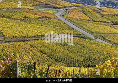 La Route des vins (Ruta de Vinos) serpentea entre viñedos de Alsacia Foto de stock