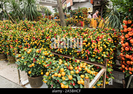 Naranja en miniatura y mandarinos en exhibición en el mercado de flores de Mong Kok de Kowloon, Hong Kong. Foto de stock